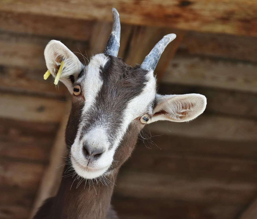 EKART.at goes Urlaub am Bauernhof