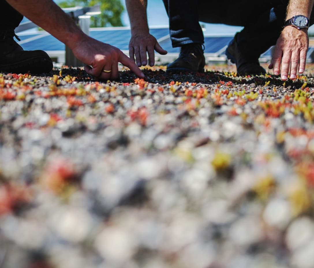 Gründach & PV - die perfekte Kombination