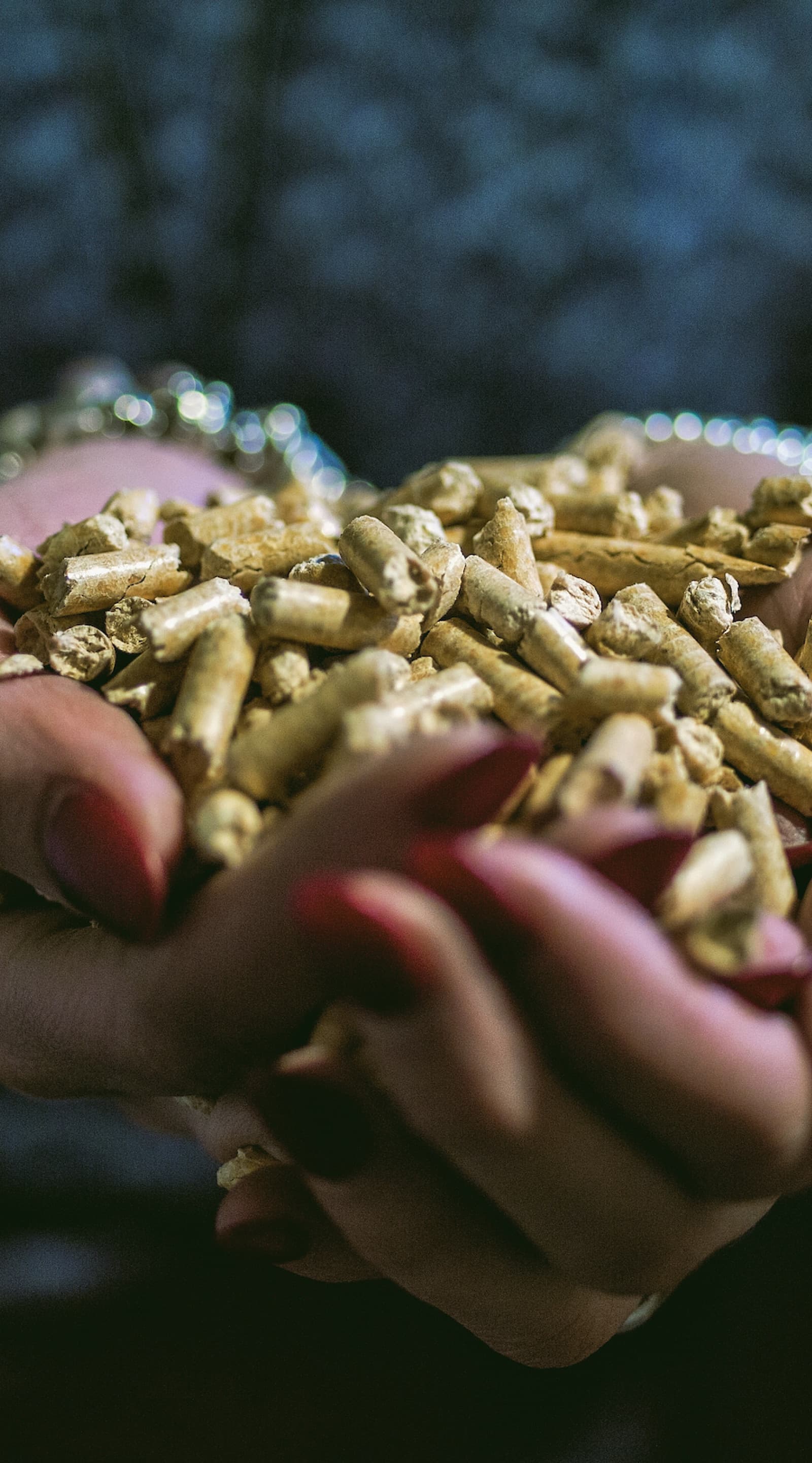 Erneuerbare Wärme für Vorarlberg