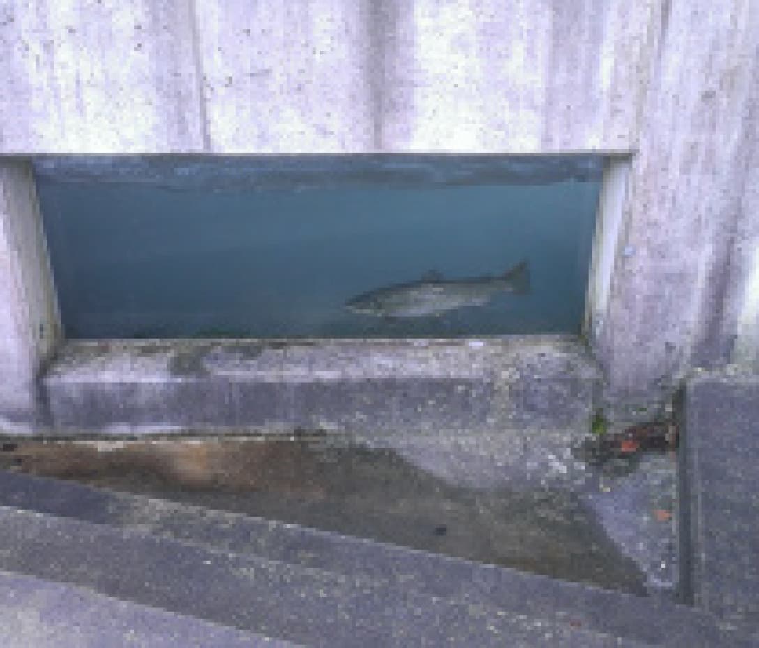 Aufstiegshilfe für Seeforelle