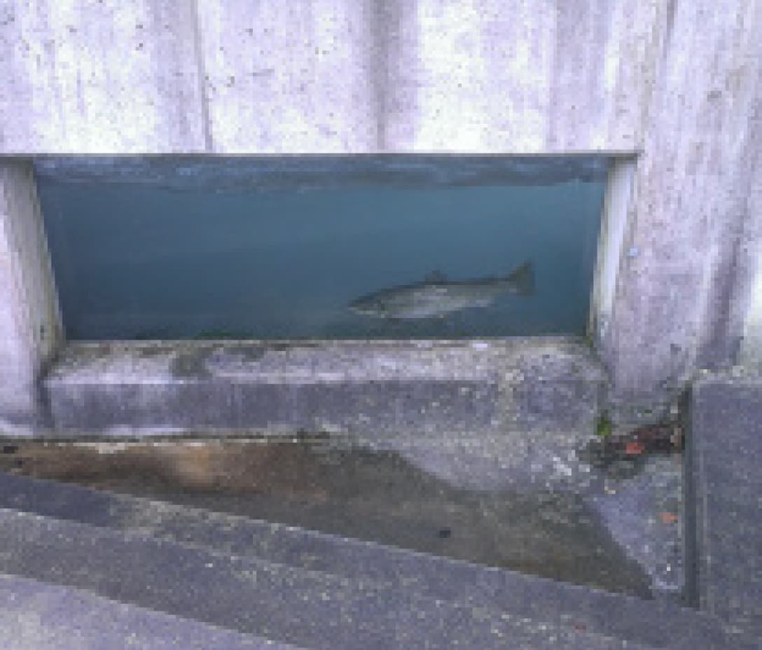 Aufstiegshilfe für Seeforelle